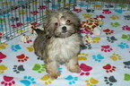 Small Photo #5 ShihPoo Puppy For Sale in ORO VALLEY, AZ, USA