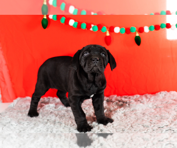 Medium Photo #2 Cane Corso Puppy For Sale in BOURBON, IN, USA