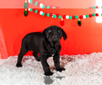 Small Photo #31 Cane Corso Puppy For Sale in BOURBON, IN, USA