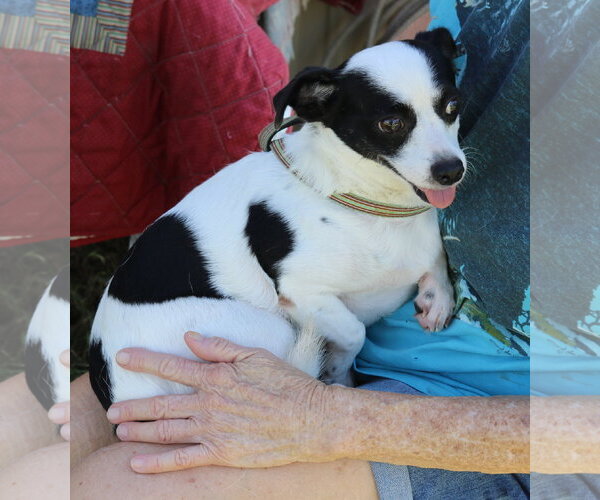 Medium Photo #3 Rat Terrier Puppy For Sale in Bandera, TX, USA