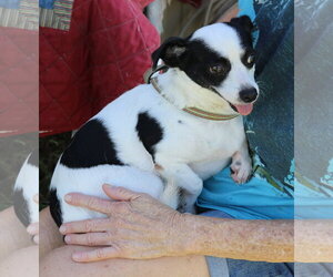 Blanca - Female Rat Terrier Dog for Adoption - Photo #3