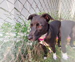 Small #5 Mutt