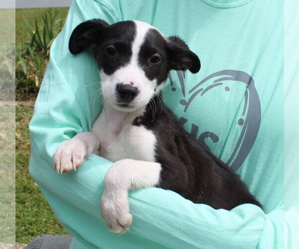 Medium Photo #2 Catahoula Leopard Dog-Labrador Retriever Mix Puppy For Sale in Prattville, AL, USA