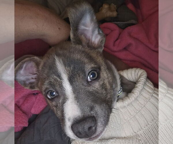 Medium Photo #9 Mutt Puppy For Sale in Fargo, ND, USA