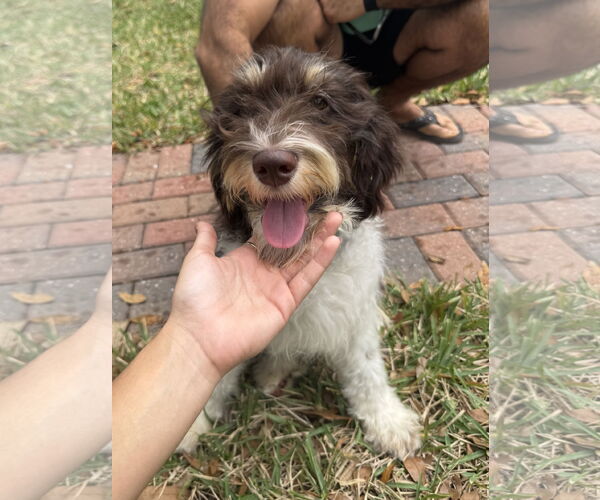 Medium Photo #7 Aussiedoodle Puppy For Sale in Valrico, FL, USA