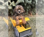 Small #1 Shorkie Tzu
