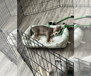 Glizzy - Male Mutt Dog for Adoption - Photo #4