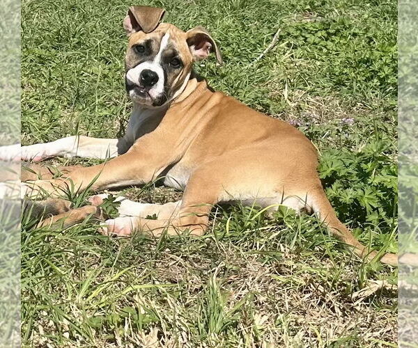 Medium Photo #7 Boxer Puppy For Sale in  Katy, TX, USA