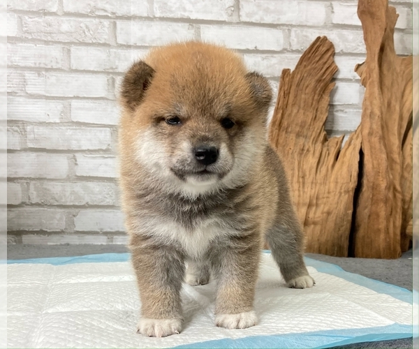 Medium Photo #6 Shiba Inu Puppy For Sale in CHICAGO, IL, USA