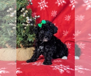 Poodle (Toy) Puppy for sale in LINCOLN UNIVERSITY, PA, USA