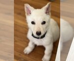 Small Photo #16 Unknown-white german shepherd Mix Puppy For Sale in Dana Point, CA, USA