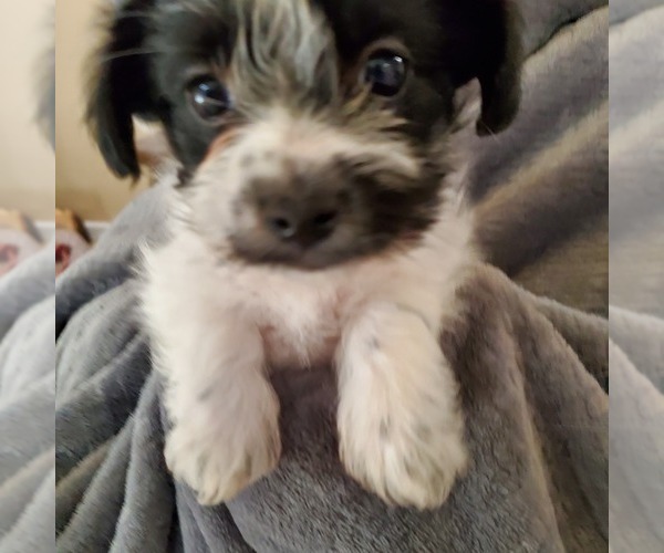 Medium Photo #1 Morkie Puppy For Sale in MESA, AZ, USA