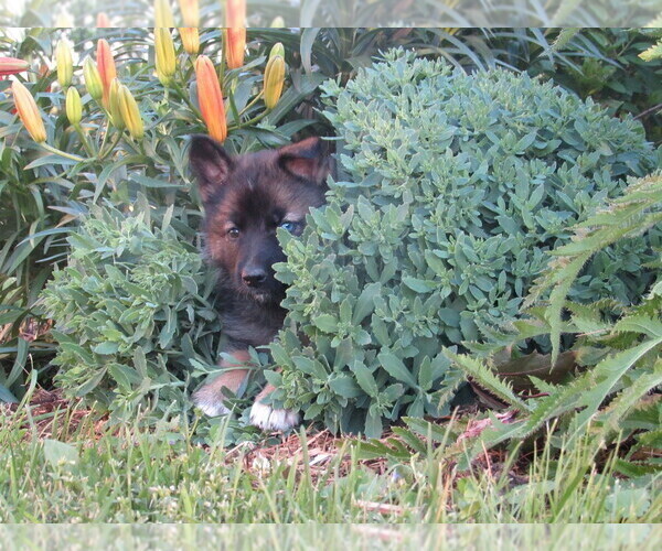 Medium Photo #14 Gerberian Shepsky Puppy For Sale in OWEN, WI, USA