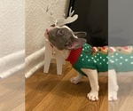 Puppy 3 French Bulldog