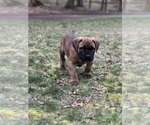 Small #1 Boerboel