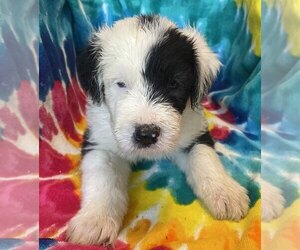 Old English Sheepdog Puppy for sale in WAKE FOREST, NC, USA