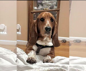 Basset Hound Dogs for adoption in Brookville, OH, USA