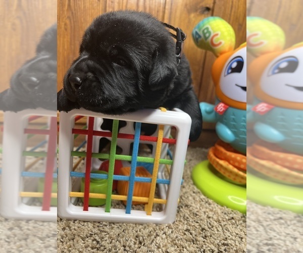 Medium Photo #3 Labrador Retriever Puppy For Sale in NEOLA, WV, USA