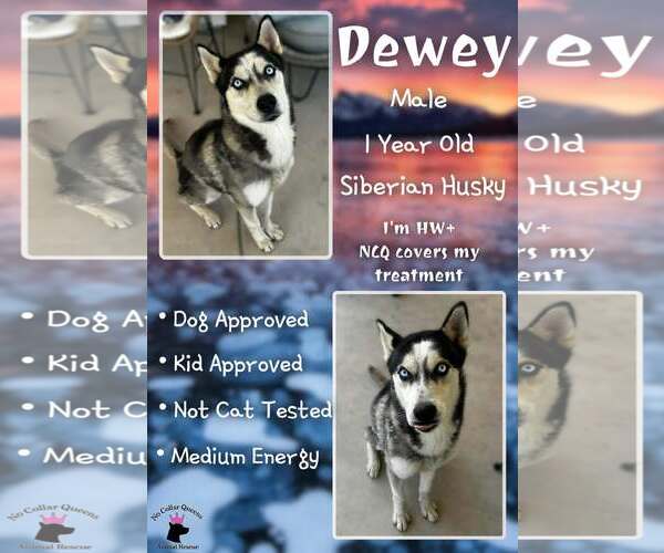 Medium Photo #2 Siberian Husky-Unknown Mix Puppy For Sale in Jacksonville, NC, USA