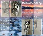 Small #1 Siberian Husky Mix