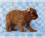 Small #3 Cavalier King Charles Spaniel