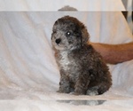 Small #4 Poodle (Toy)
