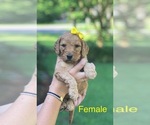 Small Photo #3 Goldendoodle-Poodle (Standard) Mix Puppy For Sale in PINEVILLE, LA, USA
