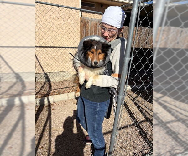 Medium Photo #1 Mutt Puppy For Sale in Pueblo West, CO, USA