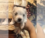 Small Photo #3 Morkie Puppy For Sale in SARASOTA, FL, USA