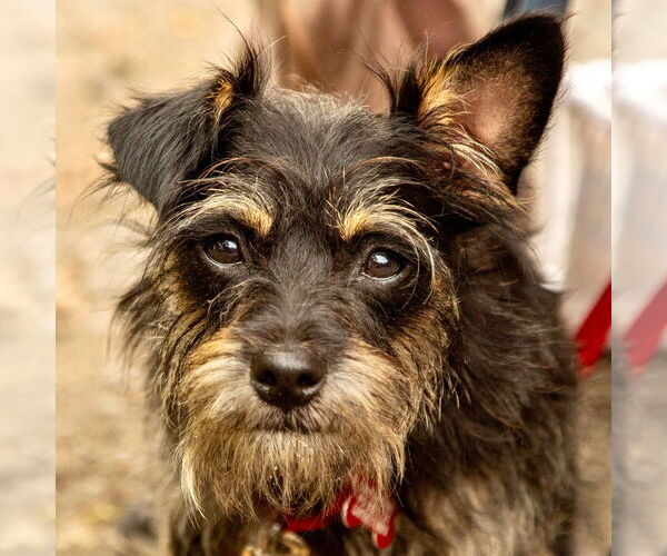 Medium Photo #1 Cairn Terrier Puppy For Sale in Canton, CT, USA