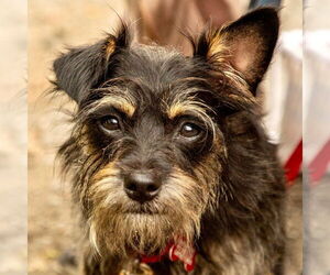 Cairn Terrier Dogs for adoption in Canton, CT, USA