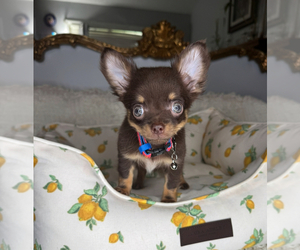 Chihuahua Puppy for sale in CHARLOTTE, NC, USA