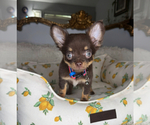 Image preview for Ad Listing. Nickname: Hersey