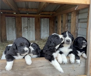 Karakachan Puppy for sale in WELLSVILLE, OH, USA