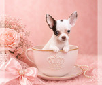 Small #7 Chihuahua