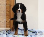 Small #1 Bernese Mountain Dog