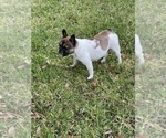 Small Photo #1 French Bulldog Puppy For Sale in ARLINGTON, TX, USA