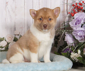 Pomsky Puppy for sale in PENNS CREEK, PA, USA