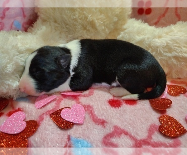 Medium Photo #10 Border Collie Puppy For Sale in NORBORNE, MO, USA