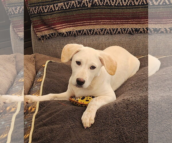 Medium Photo #6 Labrador Retriever-Unknown Mix Puppy For Sale in Marine City, MI, USA