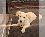 Small #5 Labrador Retriever Mix