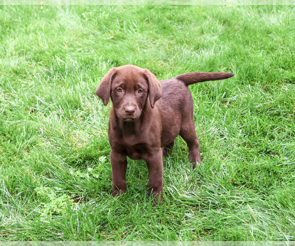 Medium Photo #5 Labrador Retriever Puppy For Sale in SYRACUSE, IN, USA