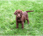 Mirabel - Female Labrador Retriever Puppy for Sale - Photo #5