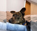 Small #1 Mountain Cur Mix