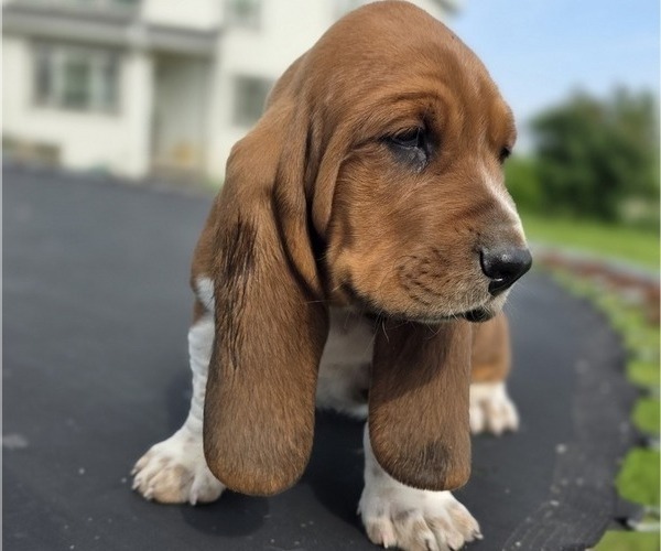 Medium Photo #59 Basset Hound Puppy For Sale in GREENLEAF, WI, USA