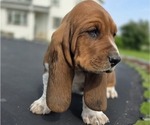 Small Photo #59 Basset Hound Puppy For Sale in GREENLEAF, WI, USA