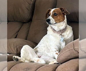 JEMMA - Female Basset Hound-Unknown Mix Dog for Adoption - Photo #7