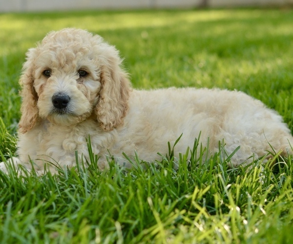 Medium Photo #15 Goldendoodle-Poodle (Miniature) Mix Puppy For Sale in SARATOGA SPRINGS, UT, USA