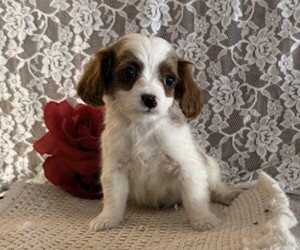 Cavapoo (Miniature) Puppy for sale in THORP, WI, USA