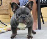 Small Photo #21 French Bulldog Puppy For Sale in N LAS VEGAS, NV, USA